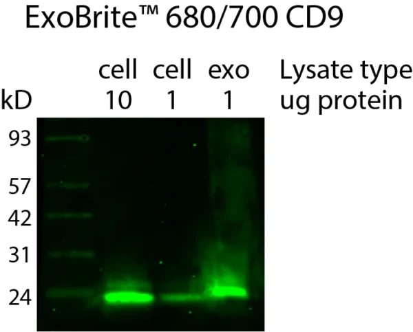 Western detection of human CD9 in cell and exosome lysate using ExoBrite™ 680/700 CD9 Western Antibody, showing enrichment of CD9 in the exosome prep. Exosomes were isolated from MCF-7 cell conditioned medium by size exclusion column. The indicated amounts of lysates from MCF-7 cells and MCF-7-derived exosomes were run on an acrylamide gel and transferred to PVDF. The membrane was blocked with TrueBlack® Western Blocking Buffer, stained with 1X ExoBrite™ 680/700 CD9 Western Antibody, and imaged on a LI-COR Odyssey® infrared imaging system in the 700 channel. The protein ladder is Peacock™ Prestained Protein Marker, 1.5 uL per lane.