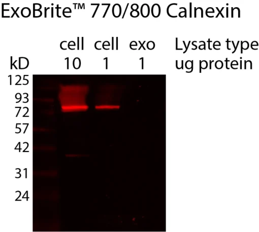 Western detection of human calnexin in cell and exosome lysate using ExoBrite™ 770/800 calnexin Western Antibody, showing the lack of calnexin in the exosome prep. Exosomes were isolated from MCF-7 cell conditioned medium by size exclusion column. The indicated amounts of lysates from MCF-7 cells and MCF-7-derived exosomes were run on an acrylamide gel and transferred to PVDF. The membrane was blocked with TrueBlack® Western Blocking Buffer, stained with 1X ExoBrite™ 770/800 calnexin Western Antibody, and imaged on a LI-COR Odyssey® infrared imaging system in the 800 cahnnel. The protein ladder is Peacock™ Prestained Protein Marker, 1.5 uL per lane.