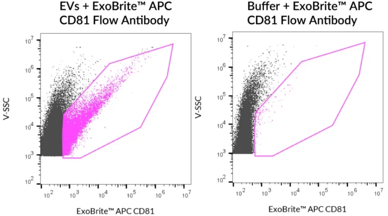 SEC-purified MCF-7-derived EVs were stained with ExoBrite™ APC CD81 Flow Antibody (left). Specific staining was seen, compared with the same antibody in buffer (right). Exosomes were detected on a CytoFLEX LX flow cytometer in the R660 (APC) channel.