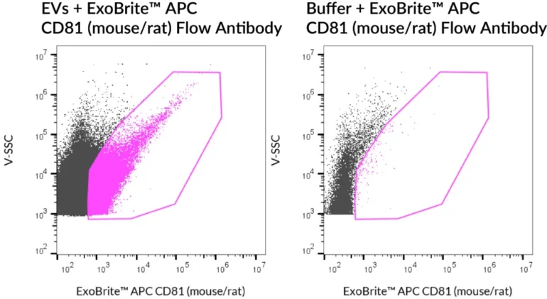 SEC-purified NIH 3T3-derived EVs were stained with ExoBrite™ APC CD81 (mouse/rat) Flow Antibody (left). Specific staining was seen, compared with the same antibody in buffer (right). Exosomes were detected on a CytoFLEX LX flow cytometer in the R660 (APC) channel.