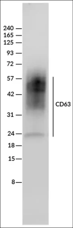 Chemiluminescent western detection of CD63 in 10 ug of MCF7 whole cell lysate (non-reduced) using 100 ng/mL ExoBrite™ CD63-HRP conjugate, detected with SuperSignal™ West Femto Substrate (Thermo Fisher) and imaged on a LICORbio™ Odyssey® M imaging system.