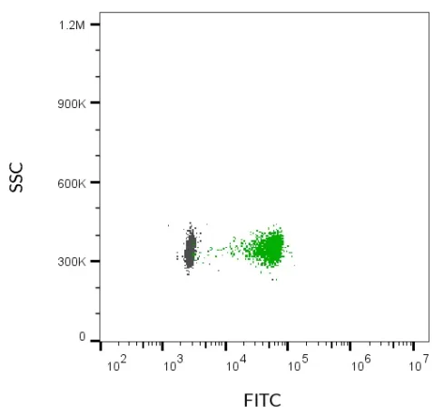 SEC-purified MCF-7-derived EVs were stained with ExoBrite™ 490/515 CD81 Flow Antibody (left). Specific staining was seen, compared with the same antibody in buffer (right). Exosomes were detected on a CytoFLEX LX flow cytometer in the B525 (FITC) channel.