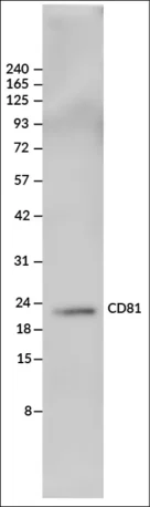 Chemiluminescent western detection of CD81 in 10 ug of HEK-293 whole cell lysate (non-reduced) using 25 ng/mL ExoBrite™ CD81-HRP conjugate, detected with SuperSignal™ West Femto Substrate (Thermo Fisher) and imaged on a LICORbio™ Odyssey® M imaging system.