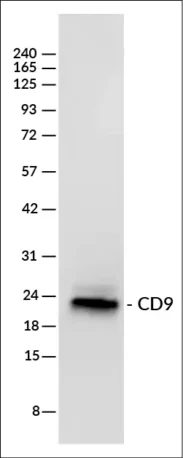 Chemiluminescent western detection of CD9 in 10 ug of MCF7 whole cell lysate (non-reduced) using 25 ng/mL ExoBrite™ CD9-HRP conjugate, detected with SuperSignal™ West Femto Substrate (Thermo Fisher) and imaged on a LICORbio™ Odyssey® M imaging system.