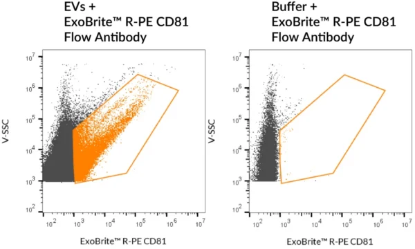 SEC-purified MCF-7-derived EVs were stained with ExoBrite™ R-PE CD81 Flow Antibody (left). Specific staining was seen, compared with the same antibody in buffer (right). Exosomes were detected on a CytoFLEX LX flow cytometer in the Y585 (PE) channel.