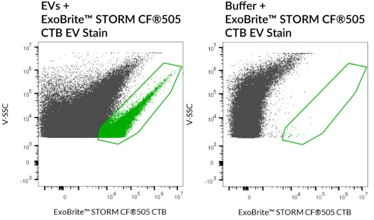 SEC purified MCF-7-derived EVs stained with ExoBrite™ STORM CF®505 CTB EV Stain (left) compared to the same stain in buffer (right). EVs were detected on a CytoFLEX LX flow cytometer in the FITC channel.