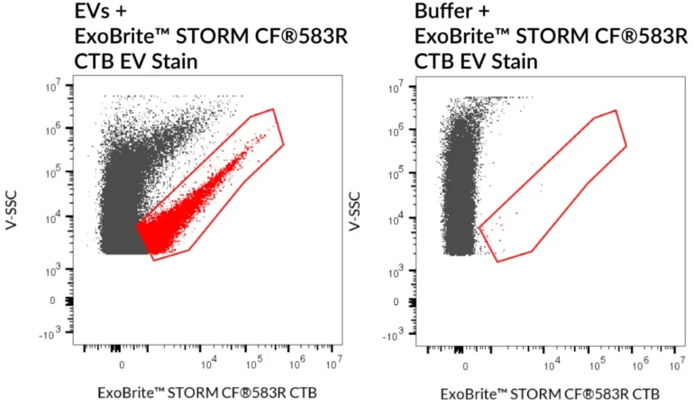 SEC purified MCF-7-derived EVs stained with ExoBrite™ STORM CF®583R CTB EV Stain (left) compared to the same stain in buffer (right). EVs were detected on a CytoFLEX LX flow cytometer in the PE channel.