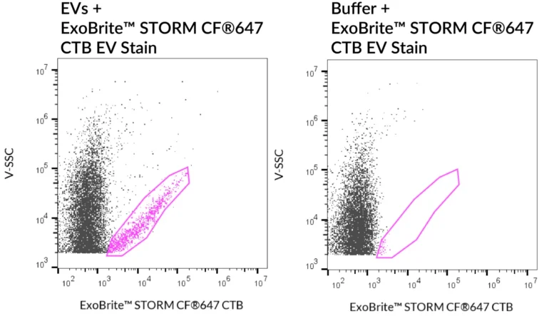 SEC purified MCF-7-derived EVs stained with ExoBrite™ STORM CF®647 CTB EV Stain (left) compared to the same stain in buffer (right). EVs were detected on a CytoFLEX LX flow cytometer in the APC channel.