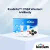 ExoBrite™ CD63 Western Antibody cover image