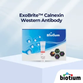 ExoBrite™ Calnexin Western Antibody