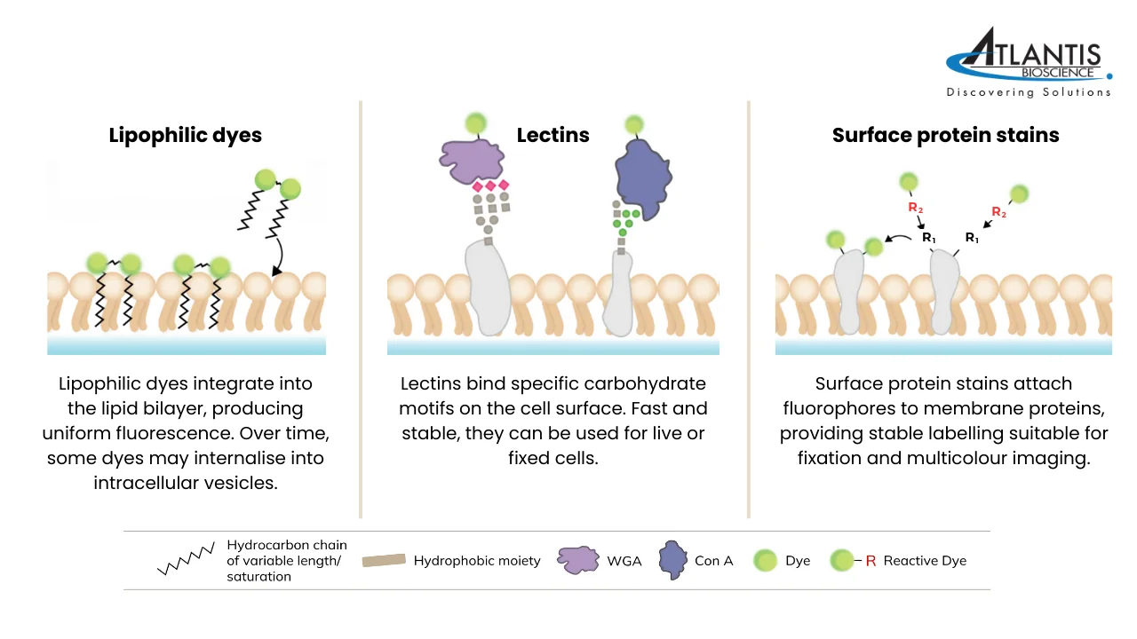 Illustration of three types of cell membrane stains—lipophilic dyes, lectins, and surface protein stains—demonstrating their mechanisms of interaction with the plasma membrane for immunofluorescence and multicolour imaging