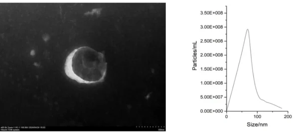 Human Umbilical Mesenchymal Stem Cell-Derived Extracellular Vesicles - Image 2