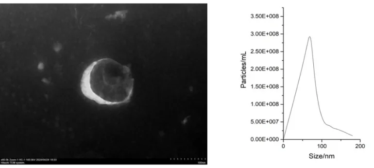 Morphological characterization (Left):Transmission electron microscopy (TEM) was used to characterize
the morphology and particle size of EVs.
Particle size analysis (Right): Particle size distribution is analyzed using nanoparticle tracking analysis (NTA) methods.