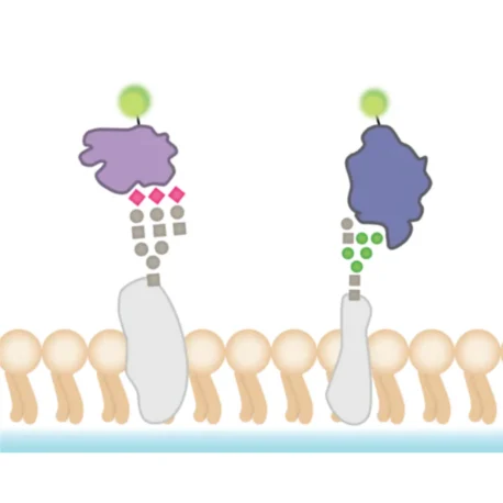 Illustration of Lectins