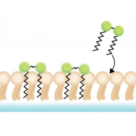 Illustration of Lipophilic Dyes