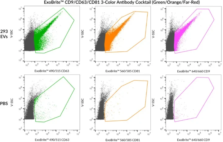 SEC-purified HEK 293-derived EVs were stained with ExoBrite™ CD9/CD63/CD81 3-Color Antibody Cocktail (Green/Orange/Far-Red) and clear staining was seen in all 3 channels (top row). The same antibody cocktail was run in PBS, and very few aggregates are seen (bottom row). Staining was detected in the B525 (FITC), Y585 (PE), and R660 (APC) channels.