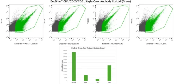 SEC-purified HEK 293-derived EVs were stained with ExoBrite™ CD9/CD63/CD81 Single-Color Antibody Cocktail (Green) or each of the individual ExoBrite™ 490/515 tetraspanin antibody conjugates. More stained EVs were detected in the EV gate when the antibody cocktail was used compared to any of the individual antibodies. Staining was detected in the B525 (FITC) channel.