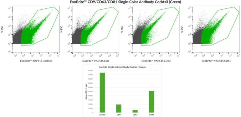 SEC-purified HEK 293-derived EVs were stained with ExoBrite™ CD9/CD63/CD81 Single-Color Antibody Cocktail (Green) or each of the individual ExoBrite™ 490/515 tetraspanin antibody conjugates. More stained EVs were detected in the EV gate when the antibody cocktail was used compared to any of the individual antibodies. Staining was detected in the B525 (FITC) channel.