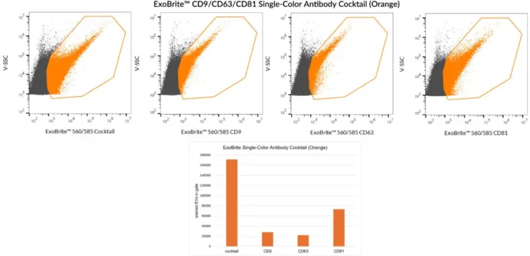 SEC-purified HEK 293-derived EVs were stained with ExoBrite™ CD9/CD63/CD81 Single-Color Antibody Cocktail (Orange) or each of the individual ExoBrite™ 560/585 tetraspanin antibody conjugates. More stained EVs were detected in the EV gate when the antibody cocktail was used compared to any of the individual antibodies. Staining was detected in the Y585 (PE) channel.