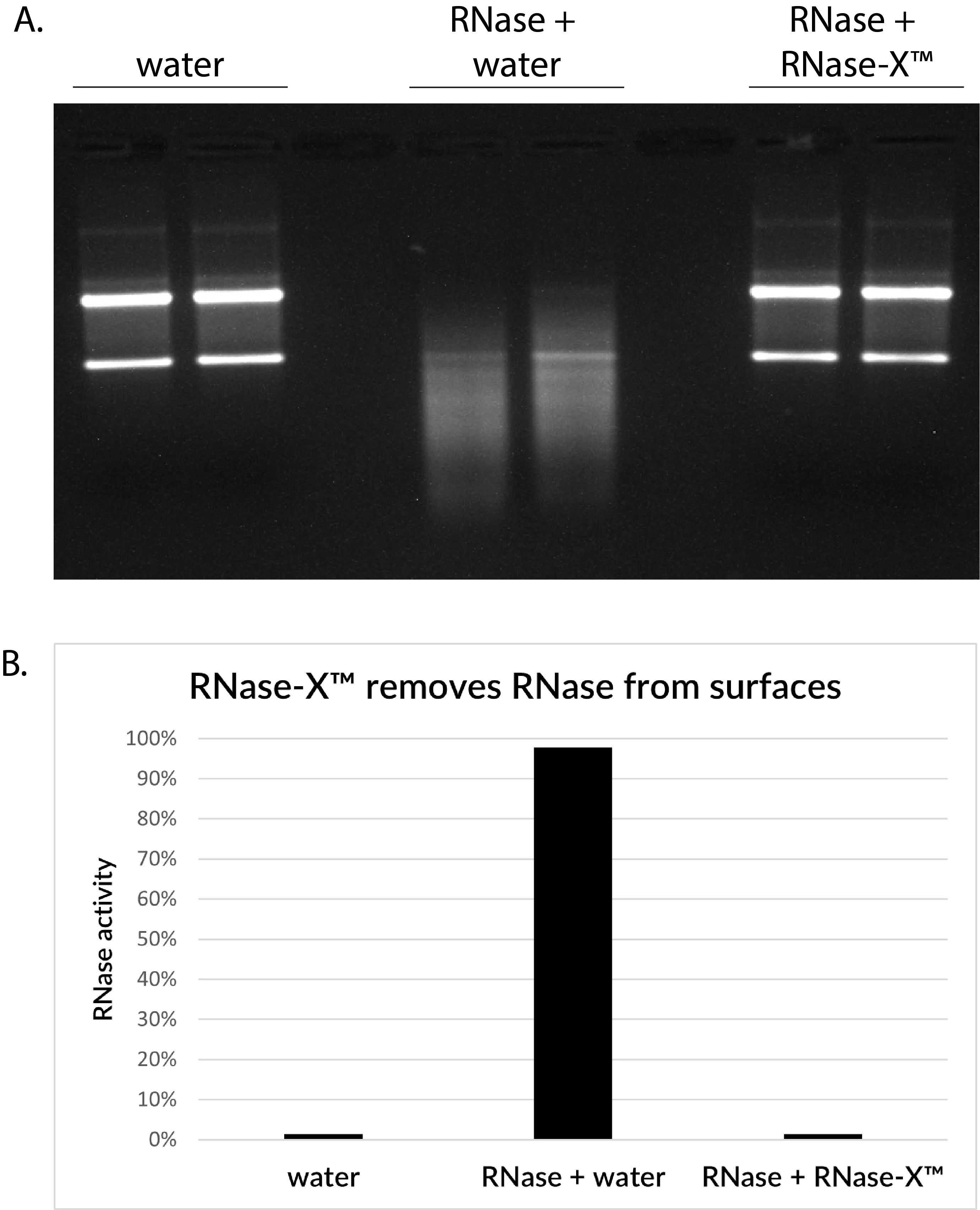 Figure showing effectiveness of RNase-X™ Decontamination Solution. (A) Gel electrophoresis: intact RNA bands in water and RNase + RNase-X™ samples, but degraded RNA in RNase + water control. (B) Bar graph: RNase activity is nearly 100% in RNase + water, but reduced to background levels with RNase-X™, confirming RNase removal from surfaces.