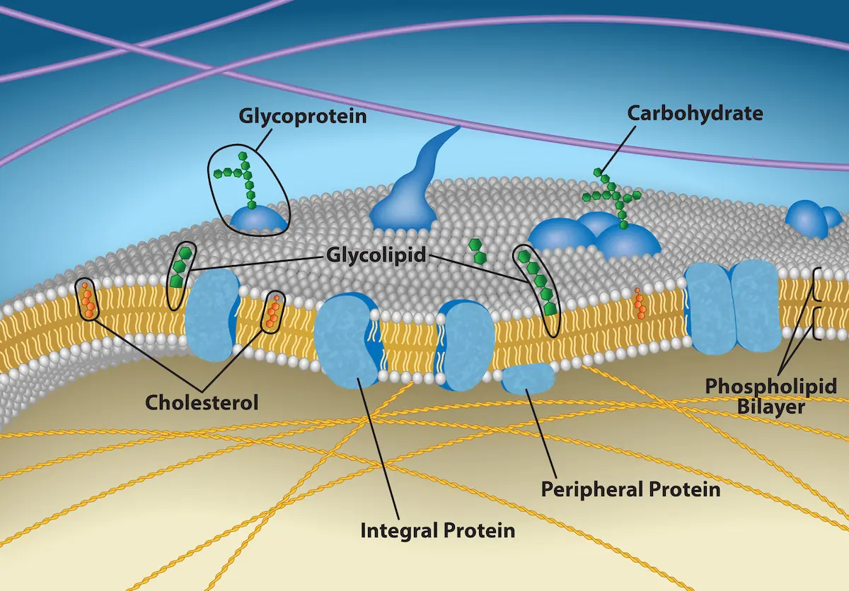 Plasma membrane asymmetry showing phospholipids, proteins, and carbohydrates. Inner leaflet anchors to cytoskeleton, outer leaflet binds extracellular matrix. Exterior carbohydrates support cell recognition, adhesion, and selective transport.