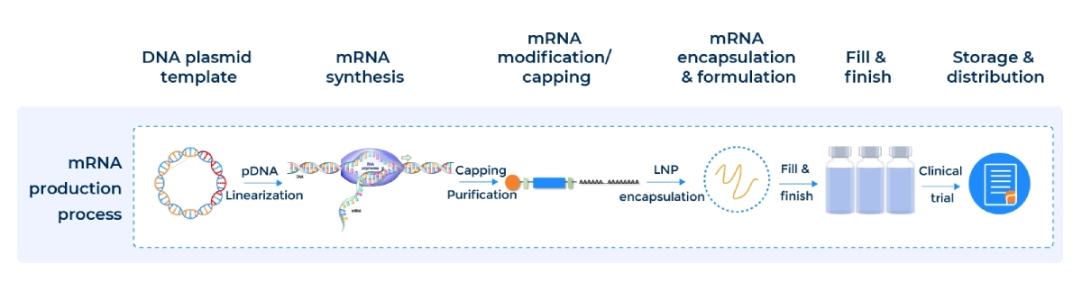 Illustrated overview of PackGene and Kudo Biotechnology’s GMP mRNA production process, showing sequential steps from GMP plasmid DNA manufacturing, linearization, and in-vitro transcription to mRNA capping, purification, fill and finish, and storage for clinical trials. The workflow highlights quality control checkpoints that ensure purity, consistency, and compliance for CMC-ready mRNA manufacturing.