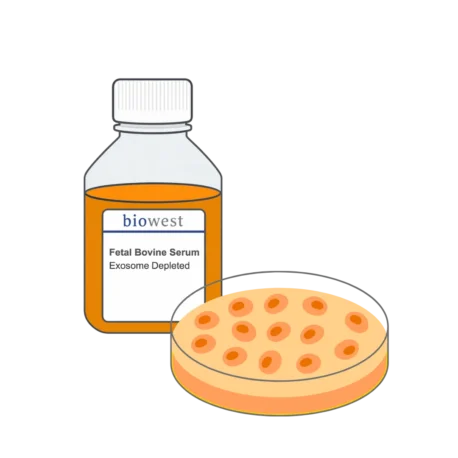 Cell Culture for EV Production