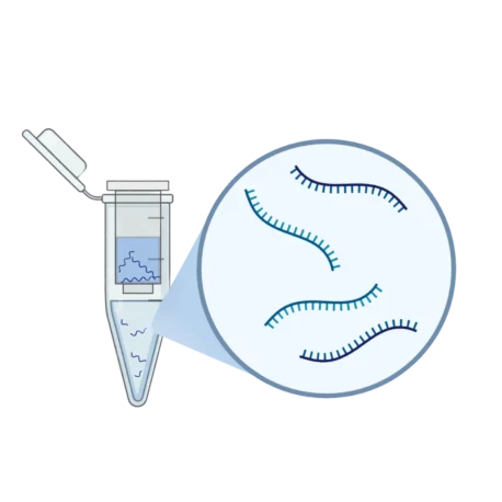 EV Cargo Analysis and Lysis using EVSafe Lysis Buffer and ExoBrite™ EV Total RNA Isolation Kit