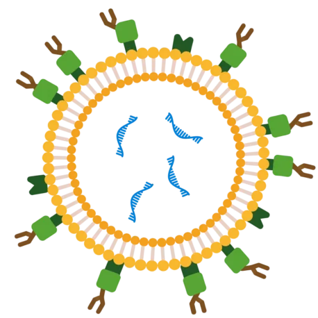 EV Labelling, Engineering and Functionalisation using EVfect Transfection Kit