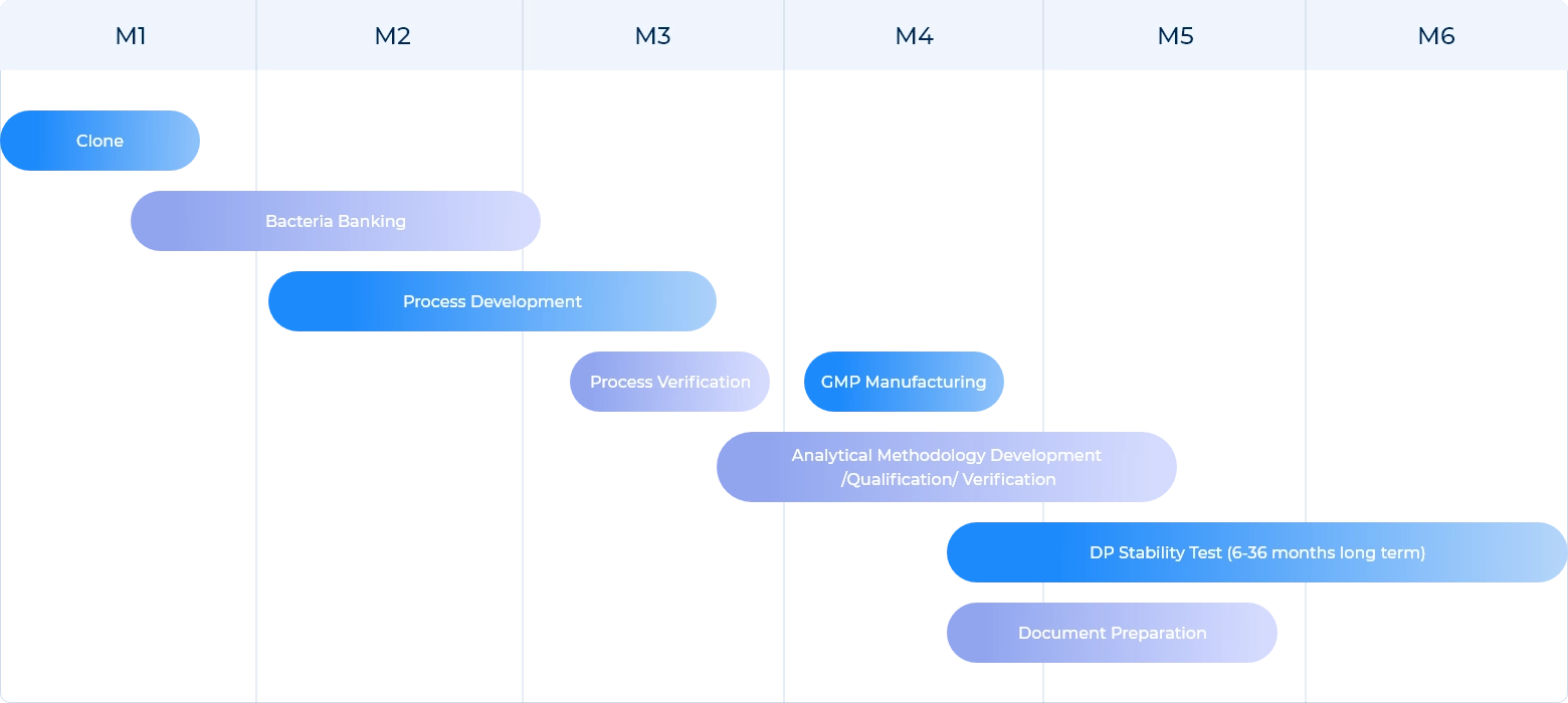 A six-month GMP plasmid manufacturing workflow timeline showing each production stage: clone creation (Month 1), bacteria banking and process development (Months 1–3), process verification (Month 3), GMP manufacturing and analytical methodology development/qualification/verification (Months 4–5), followed by document preparation and long-term DP stability testing (6–36 months).