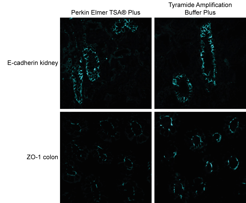 Tyramide Amplification Buffer Plus - Image 4