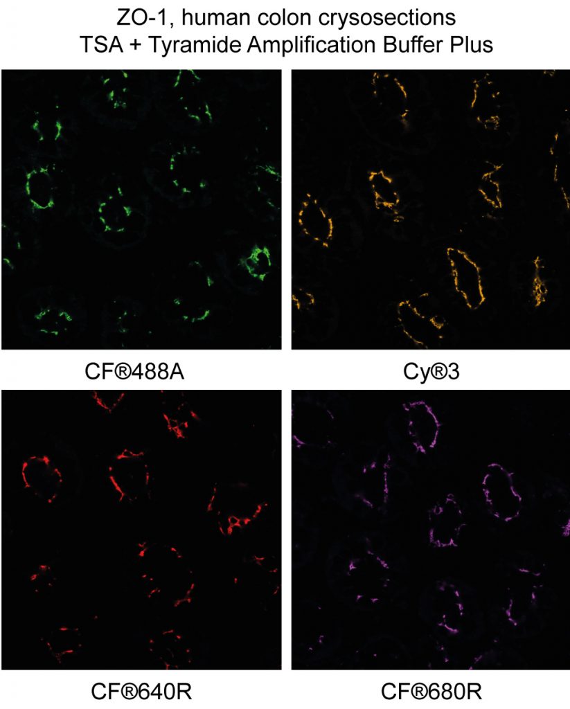 Tyramide Amplification Buffer Plus - Image 5