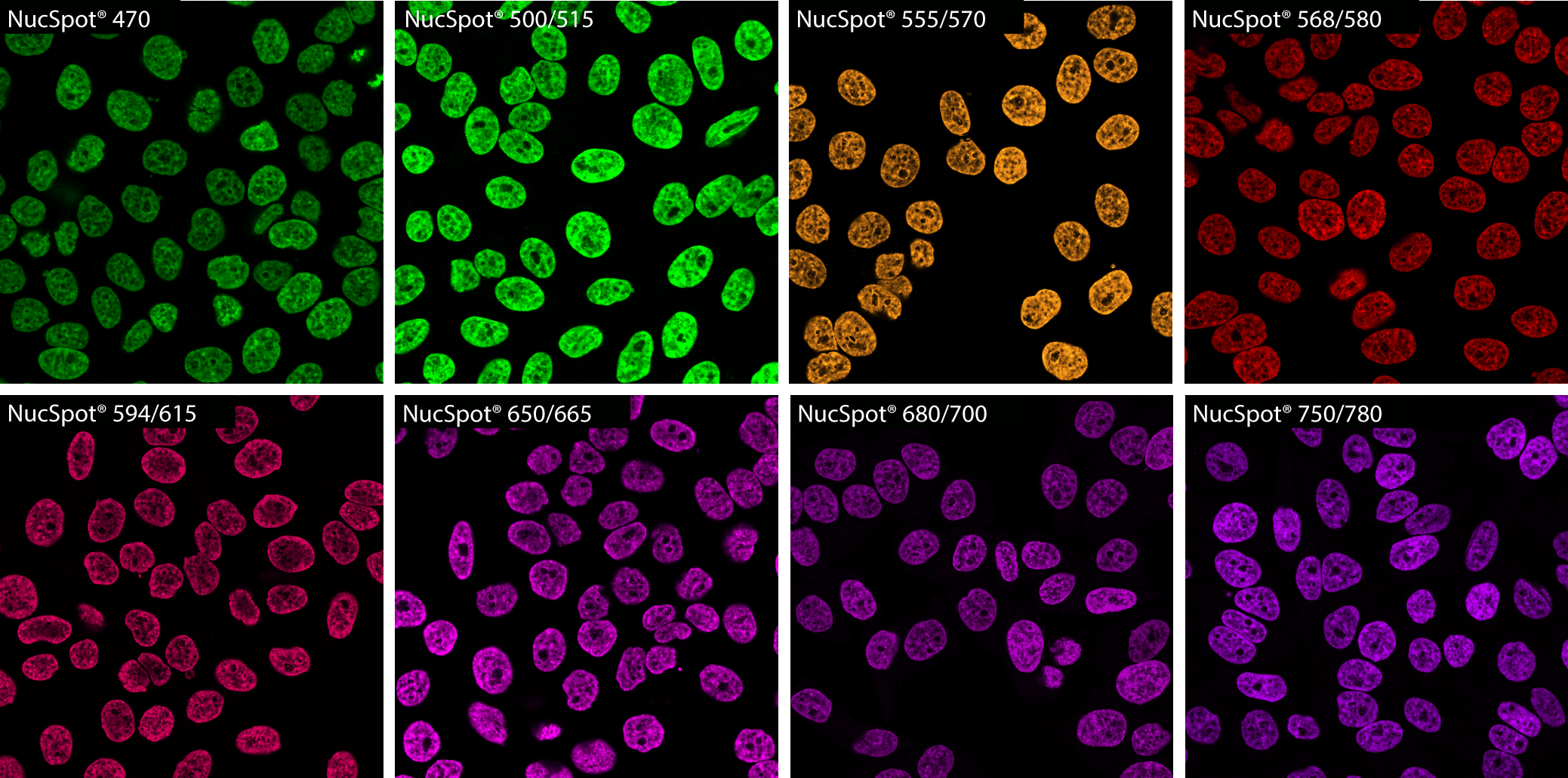PFA-fixed, Triton® X-100 permeabilized HeLa cells stained with NucSpot® Nuclear Stains in PBS and imaged by confocal microscopy without a wash step. All stains were used at 1X concentration except for NucSpot® 750/780, which was used at 5X concentration in order to image using 640 nm excitation.