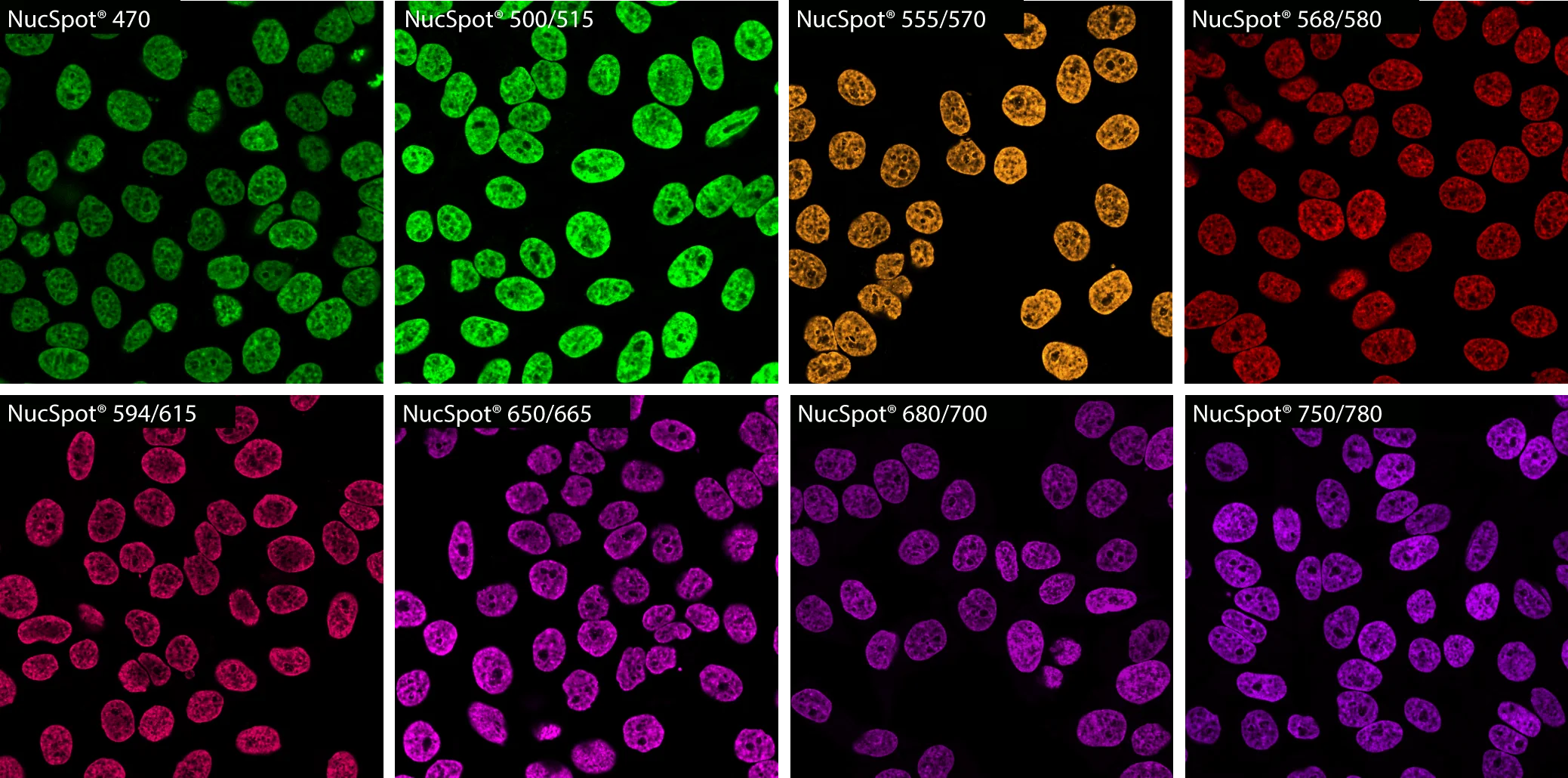 PFA-fixed, Triton® X-100 permeabilized HeLa cells stained with NucSpot® Nuclear Stains in PBS and imaged by confocal microscopy without a wash step. All stains were used at 1X concentration except for NucSpot® 750/780, which was used at 5X concentration in order to image using 640 nm excitation.