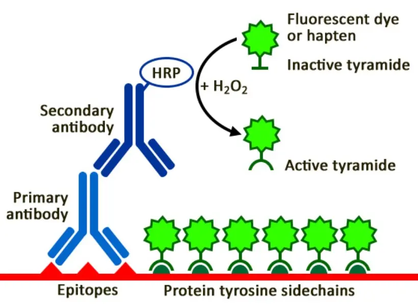 Illustration of the tyramide signal amplification system. A cell or tissue sample is labeled with primary and secondary antibody using conventional methods. The horseradish peroxidase, conjugated to the secondary antibody, catalyzes the conversion of labeled tyramide into a reactive radical. The tyramide radical then covalently binds to nearby tyrosine residues, providing high-density labeling