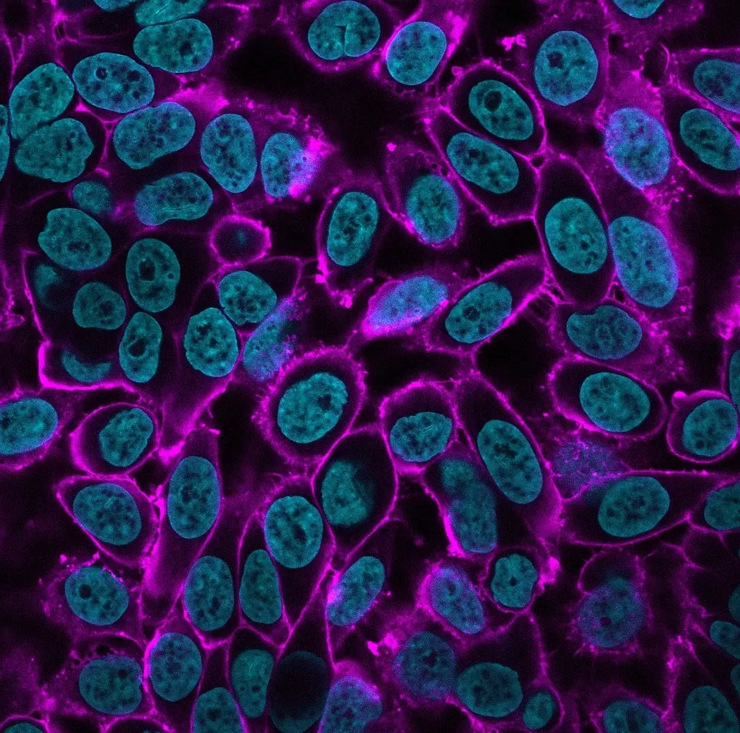 PFA-fixed HeLa cells stained with WGA-HRP detected with CF®740 Tyramide (magenta) in Biotium's Tyramide Amplification Buffer Plus. Nuclei were stained with Hoehcst (cyan). Imaged on an Evident FV4000 confocal imaging system with 730 nm laser line.