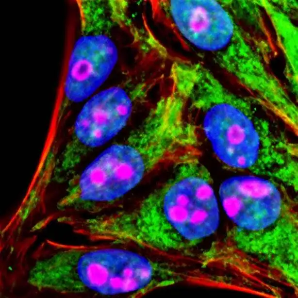 Sequential labeling of formaldehyde-fixed HeLa cells with two Tyramide Amplification Kits. Mitochondria (green) were imaged with rabbit anti-COXIV primary antibody and Tyramide Amplification Kit with HRP goat anti-rabbit IgG and CF®488A-tyramide, followed by peroxidase quenching. Nucleoli (magenta) were visualized with mouse anti-cyclin B1 primary antibody and Tyramide Amplification Kit with HRP Goat anti-mouse IgG and CF®568-tyramide. Actin (red) was detected with CF®640R-phalloidin, and cell nuclei (blue) were stained with DAPI.
