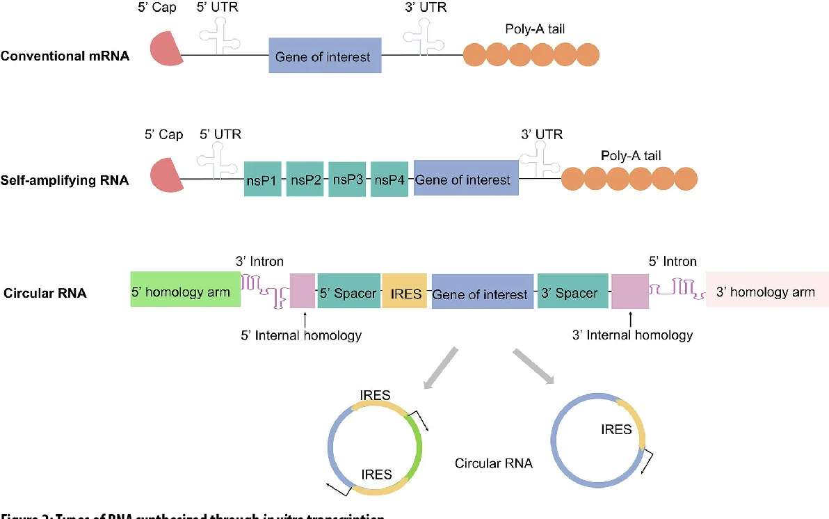 Figure 1: Types of RNA synthesised through in vitro transcription.
(Cite: doi: 10.1042/EBC20253009. CC BY 4.0)
