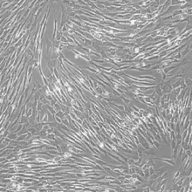 UC-MSC_Atlantis Bioscience