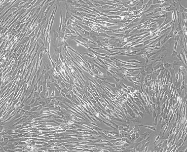 UC-MSC_Atlantis Bioscience